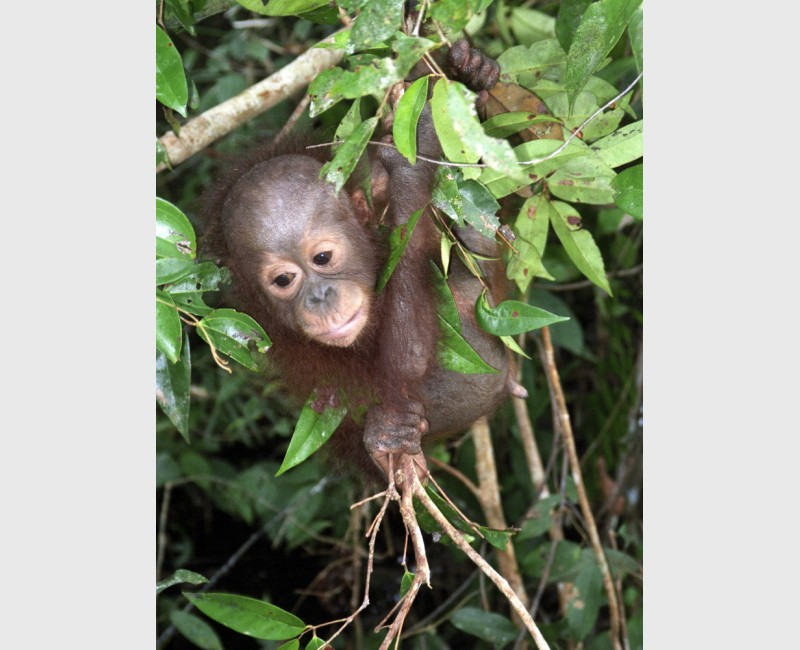 Baby orangutan at Sepilok - Kalimantan, Indonesia, 1996